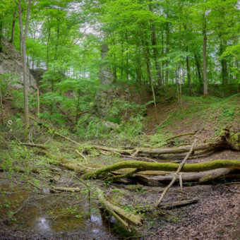 Gestautes Gewässer vor Pfaffenholz-Schwinde bei Bad Sachsa, Niedersachsen, Foto: Stephan Röhl