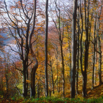 Wald im NSG 