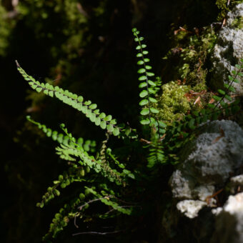 Braunstieliger Streifenfarn, ein typischer Bewohner feuchter Felsen, Foto: Stephan Röhl