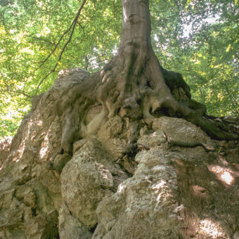 Buche auf Gipsfelsen, Foto: Stephan Röhl