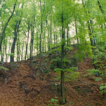 Karstbuchenwald, Alter Stolberg, Thüringen, Foto: Stephan Röhl