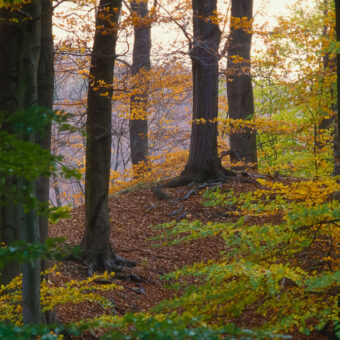 Waldmeister-Buchenwald bei Rüdigsdorf, Thüringen, Foto: Stephan Röhl