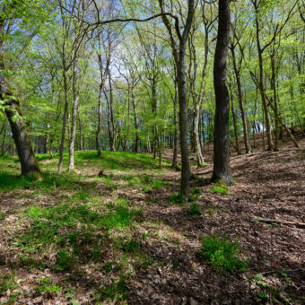 Eichen-Hainbuchenwald bei Uftrungen, Sachsen-Anhalt, Foto: Stephan Röhl