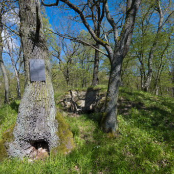 Burgruine Arnswald bei Uftrungen, Sachsen-Anhalt, Foto: Stephan Röhl