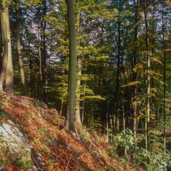 Schluchtwald, Lichtenstein bei Osterode, Niedersachsen, historisch, 1990er Jahre, jetzt Steinbruch Fa. Casea (Remondis), Foto: Stephan Röhl