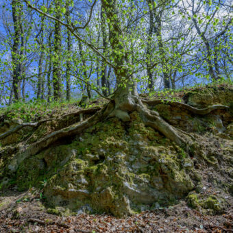 Buche auf Gips am Wegrand bei Uftrungen, Sachsen-Anhalt, Foto: Stephan Röhl