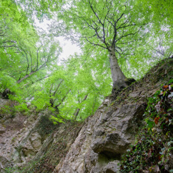 Felswand mit Buchen und Linden, Trogstein, Bad Sachsa OT Tettenborn Kolonie, Niedersachsen, Foto: Stephan Röhl