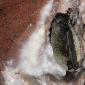 Kleine Bartfledermaus - Foto: Emma Schäfer