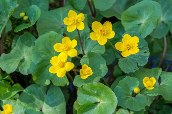 Sumpf-Dotterblume, Caltha palustris