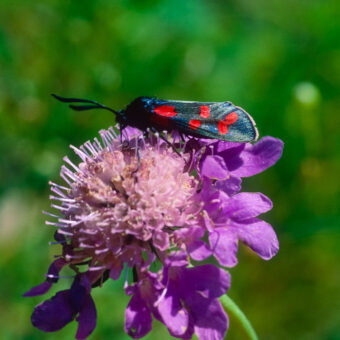 Blutströpfchen auf Scabiose, Rüdigsdorfer Schweiz, Thüringen, Foto: Stephan Röhl