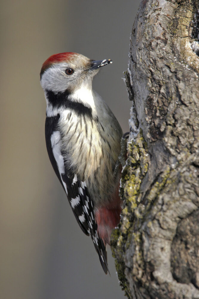 Mittelspecht - Foto: Eva Pum, Getty Images/iStockphoto