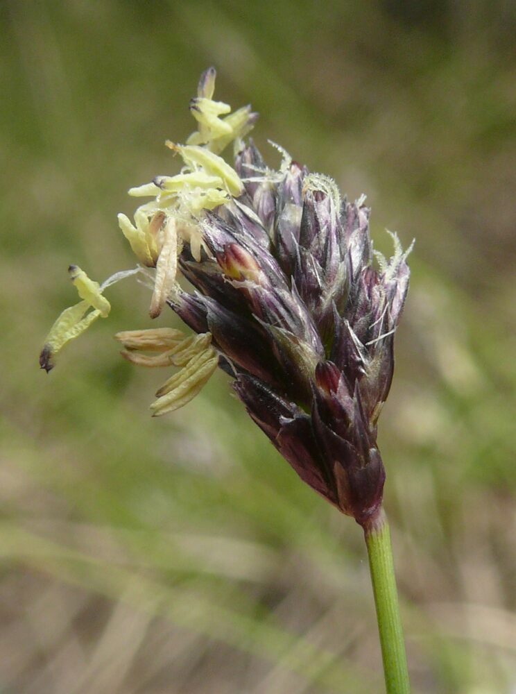 Blaugras - Von Bernd Haynold - Selbst fotografiert, CC BY-SA 3.0, https://commons.wikimedia.org/w/index.php?curid=3876176