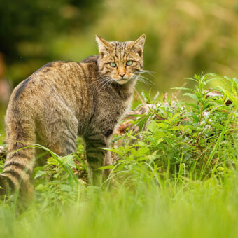 Europäische Wildkatze - Foto: BUND