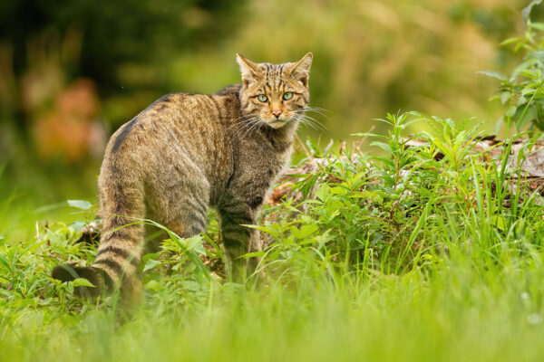 Europäische Wildkatze - Foto: BUND