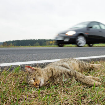 Wildkatze - Foto: ichael Radloff, BUND