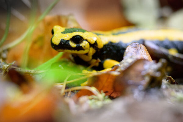 Feuersalamander leben an und laichen in klaren Bächen im Wald - Foto: Stephan Röhl