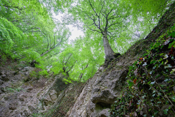 Felswand mit Buchen und Linden