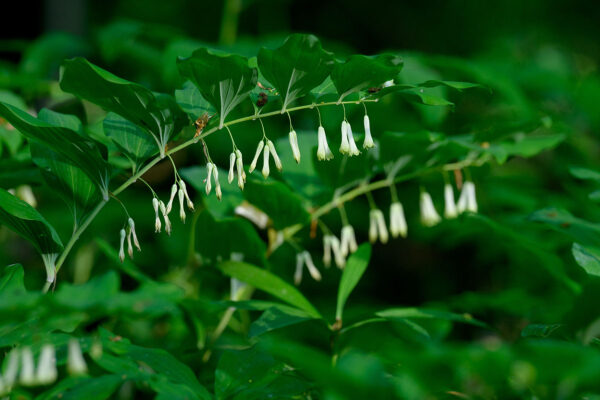 Vielblüte Weißwurz, artenreicher Laubwald