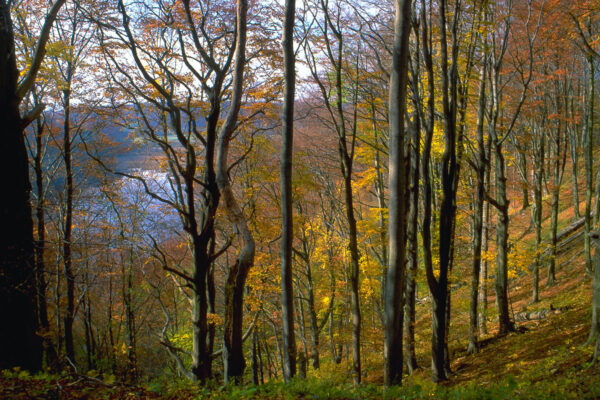 Buchenwald im Herbst