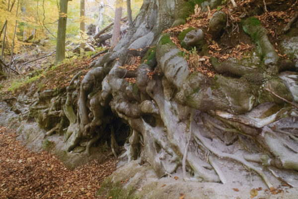 Wurzeln einer alten Buche