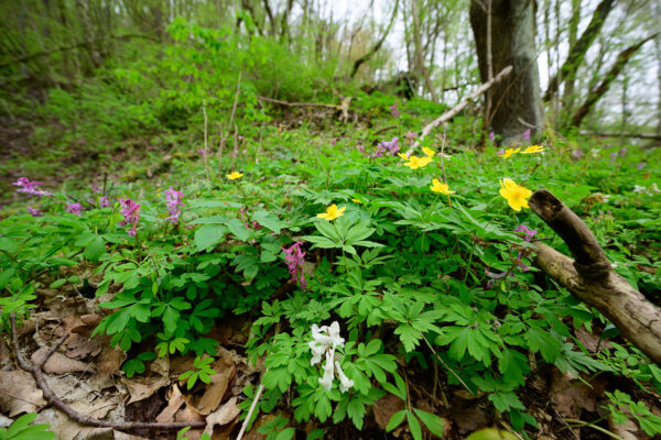 Lerchensporn und Gelbe Annemone, artenreicher Laubwald
